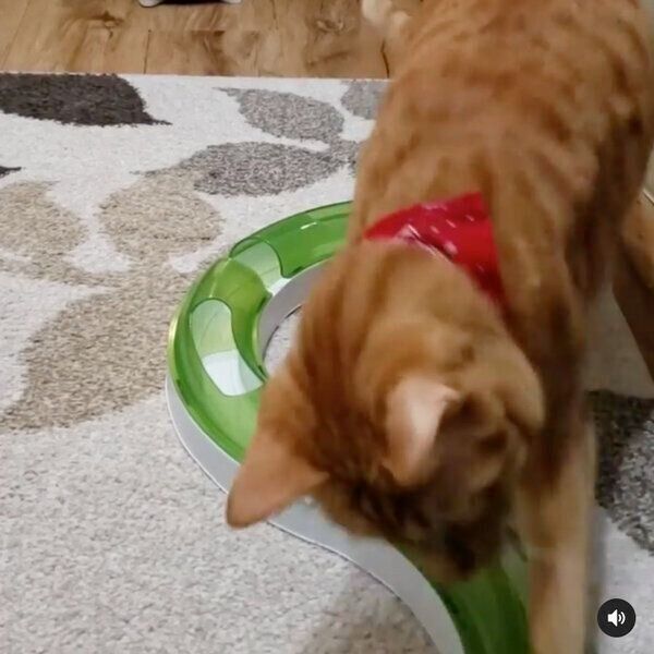 ボールで遊ぶトロちゃん