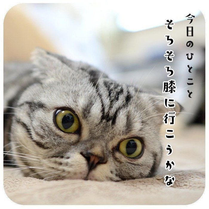 @tacos_cat