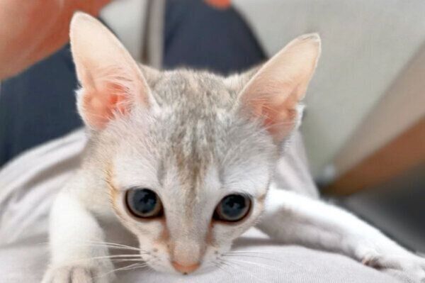よじよじ登るルルちゃん