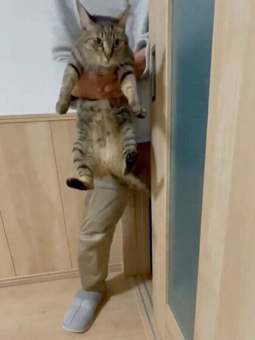 捕まった小豆ちゃん