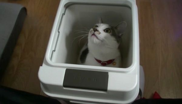 箱が好きな猫