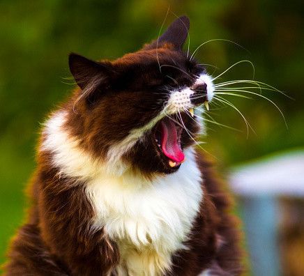 くしゃみをする野良猫