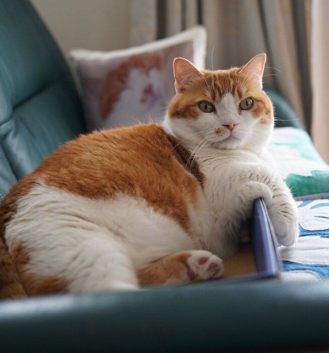 「お肉が…はみ出ています」と、飼い主さん。