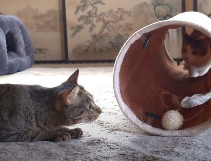 遊ぶ猫