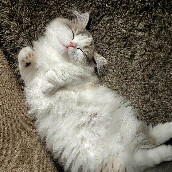 眠る猫
