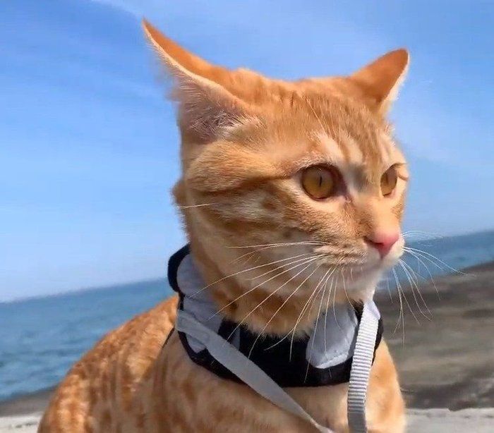 海と猫