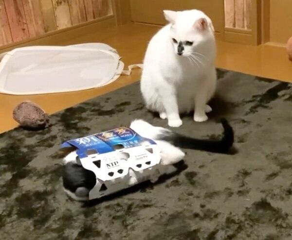 ビール箱の鎧を着るベニちゃんと、見つめるハクくん