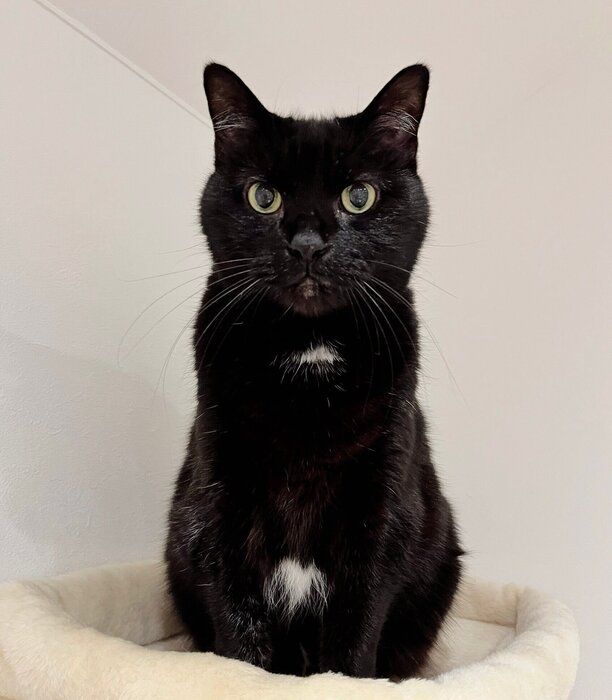 13才の誕生日を迎えた猫