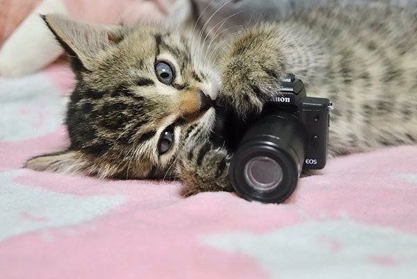 カメラ猫・エルちゃん