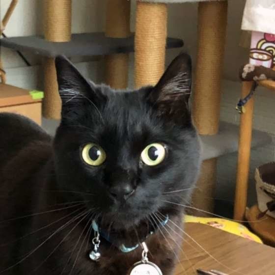 見つめる猫