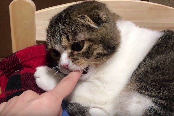 指ズボされるスコティッシュフォールド