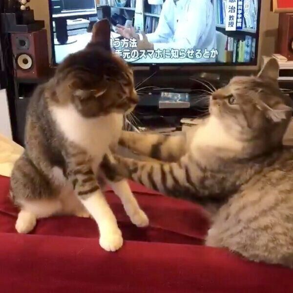 ケンカをするサバ身ちゃんとトラ身ちゃん