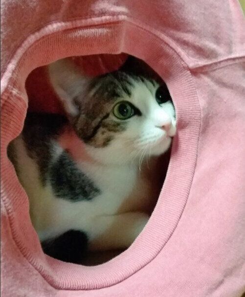 Tシャツハウス