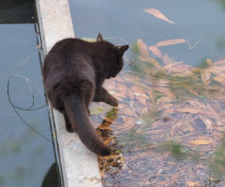 前足で水をすくって飲む猫 画像/「ねこのきもち」2018年8月号
