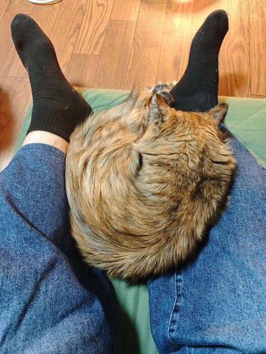 体を丸めている猫