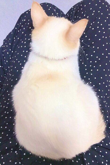 飼い主さんの膝に乗るひなたちゃん