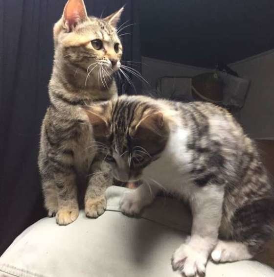 猫2匹