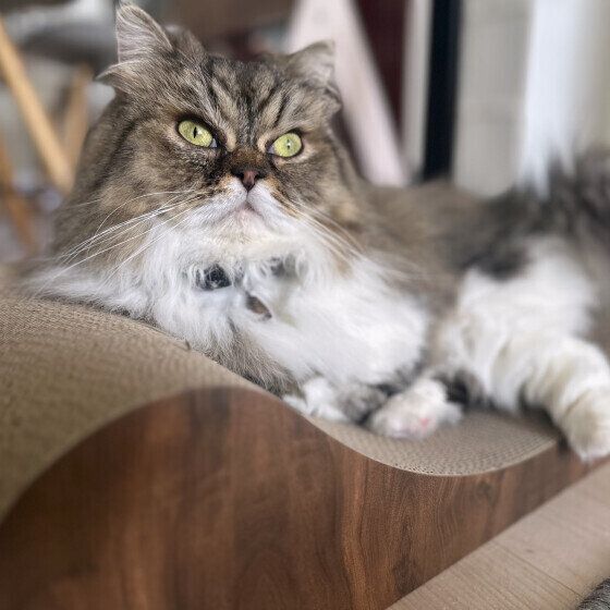 爪とぎの上でくつろぐ長毛猫