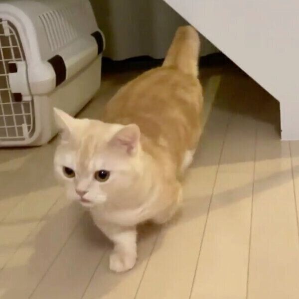 「ごはん」に反応するマロンくん
