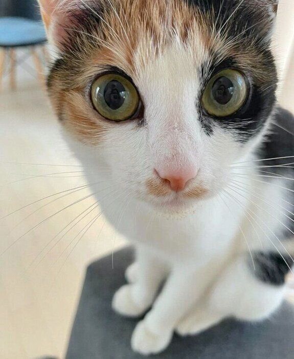 見つめるめんまちゃん