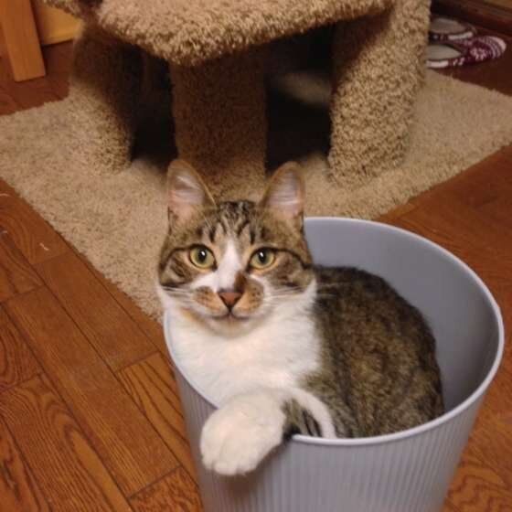 見つめる猫