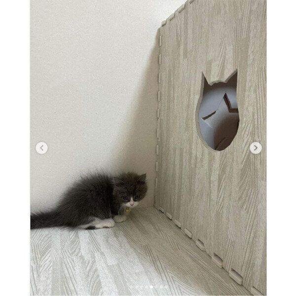 DIY猫トンネル