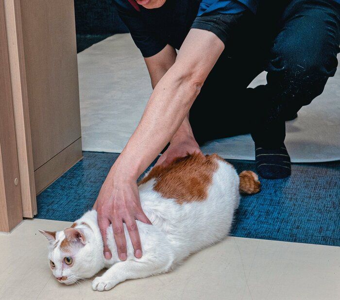 前から見たときのイメージ