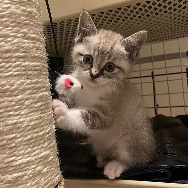 見つめるネルちゃん