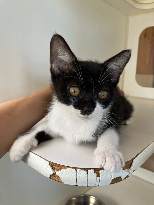 写真提供／新潟市動物愛護センター