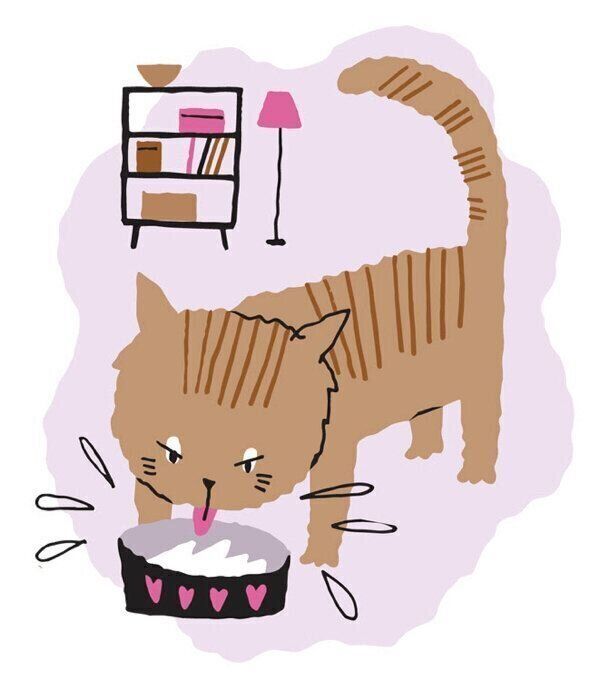 糖尿病の猫