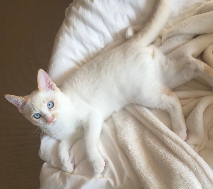 お迎えして1カ月半が経ったころのフィルくん