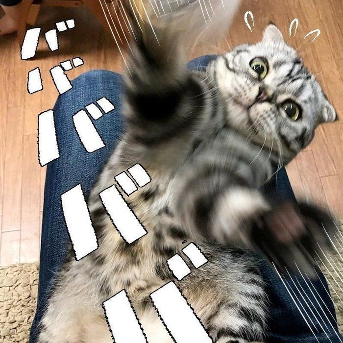 @tacos_cat