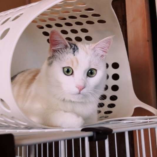 お気に入りの場所に入る猫