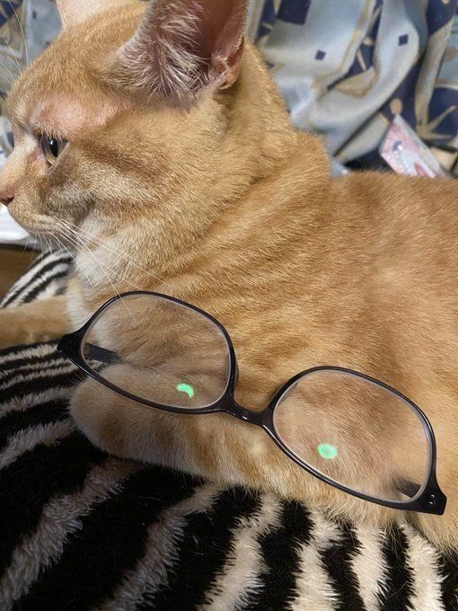 メガネを抱える茶トラ猫