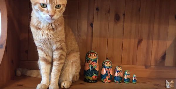 座る猫