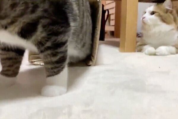 ダンボールから出るオデコちゃんと、きょとんとした表情で見つめる秀吉くん
