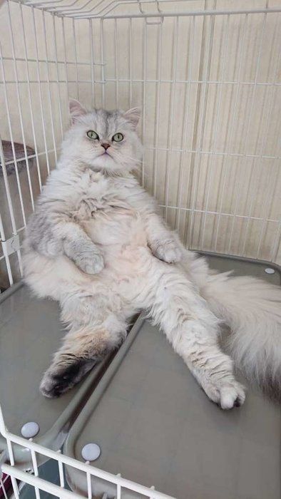 足を伸ばして座る猫