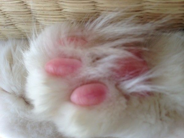 J ノルウェージアンフォレストキャット