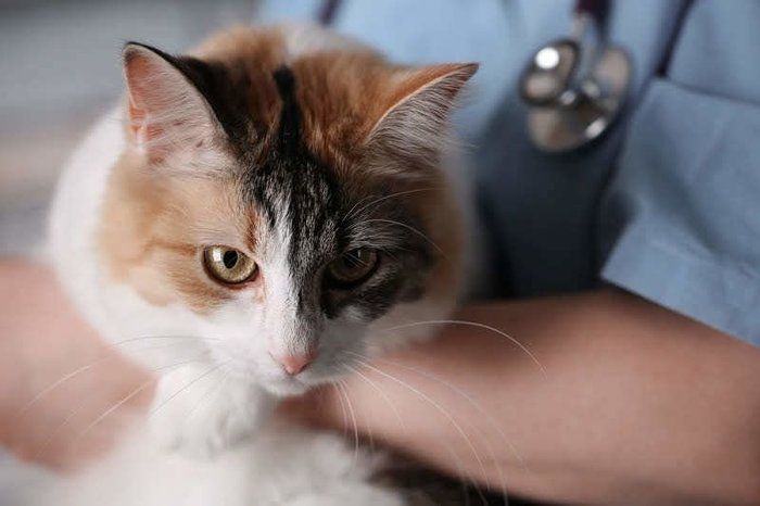 獣医師に抱かれる猫