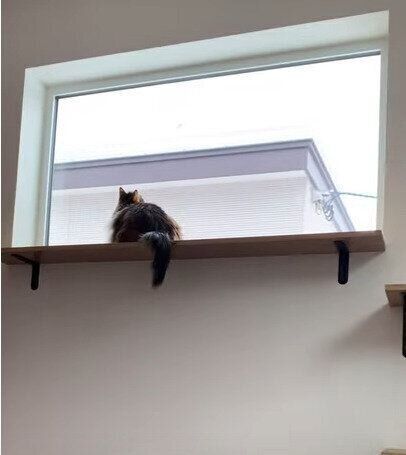 窓を眺める猫
