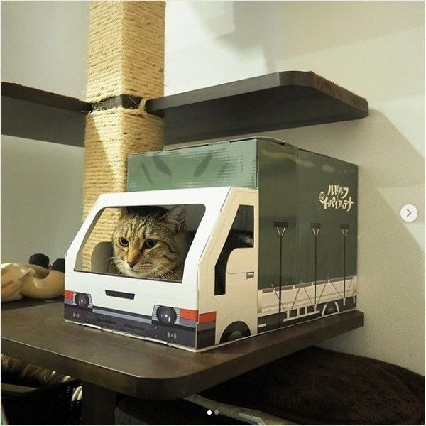 運転ニャンコ