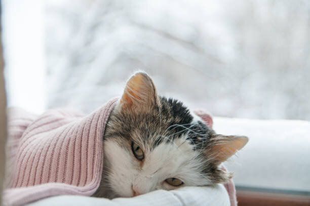 猫は冬の窓にあります。
