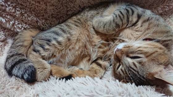 眠る猫