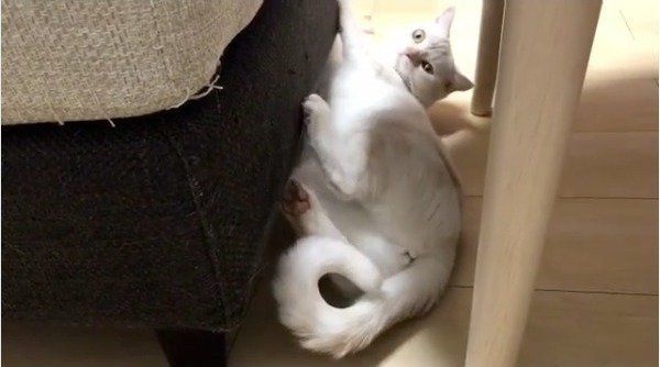 忍者ニャンコ