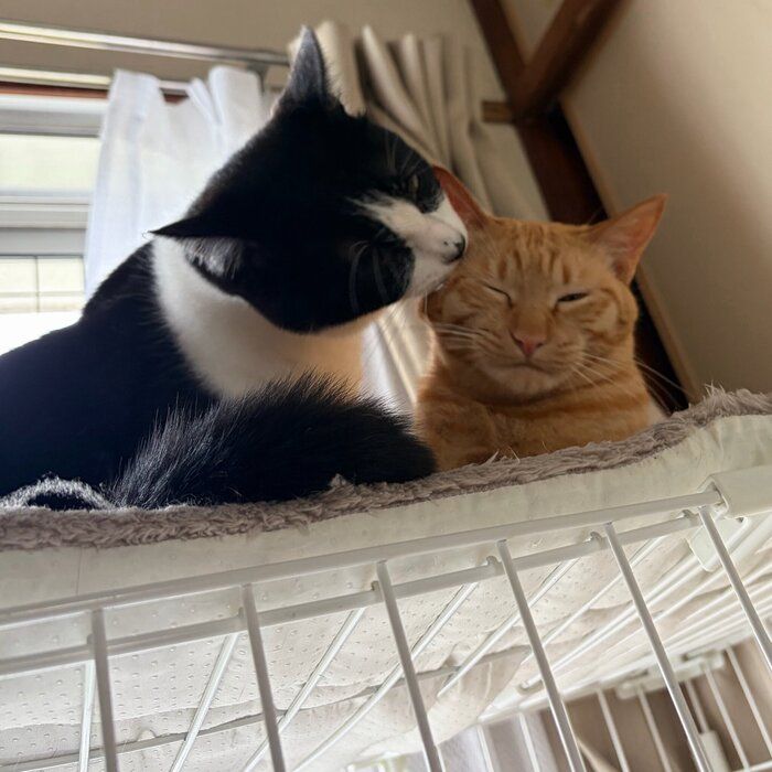 同居猫の毛繕いをする猫