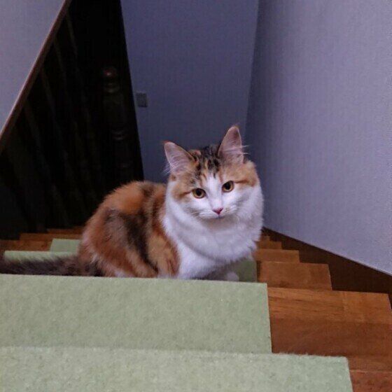 メインクーンのヒメちゃん