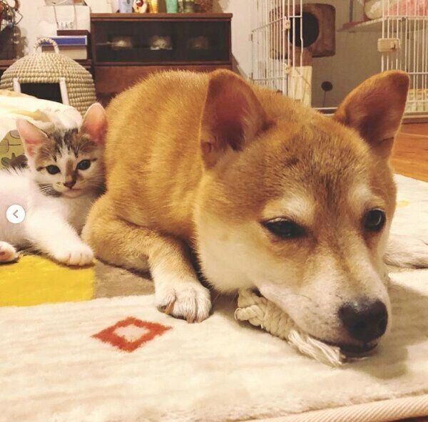 寄り添うちくわくんとリンタローくん
