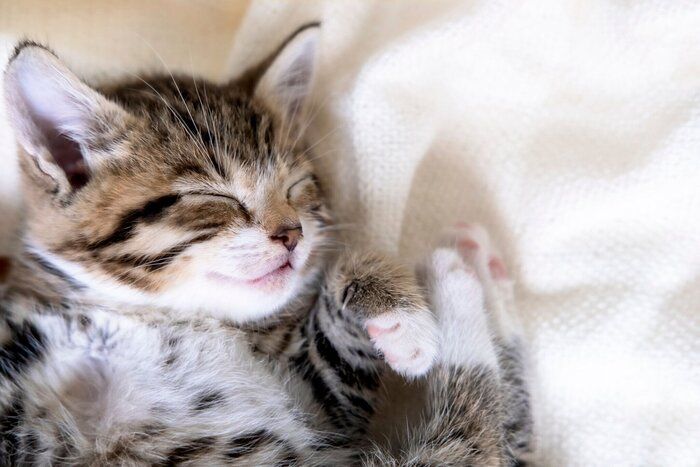 眠る猫