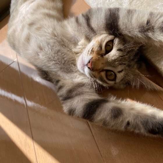 伸びるキジトラ