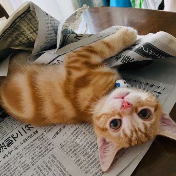 新聞に乗るアメリカンショートヘア